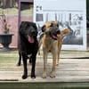 Nero sucht ein Zuhause / Pflegestelle