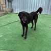 Nero sucht ein Zuhause / Pflegestelle