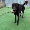 Nero sucht ein Zuhause / Pflegestelle