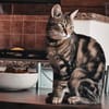 Taube Alice sucht Zuhause
