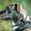 Nano sucht passende Familie