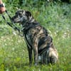 Nano sucht passende Familie