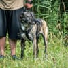 Nano sucht passende Familie
