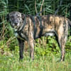 Nano sucht passende Familie