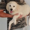 Miele möchte adoptiert werden
