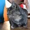 Möchten Sie Cara ein Zuhause geben?