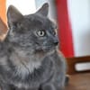 Möchten Sie Cara ein Zuhause geben?