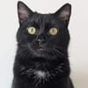 Pantherin Luna sucht Zuhause