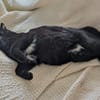 Pantherin Luna sucht Zuhause
