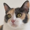 BELLA A17518