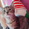 SUKI