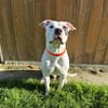 DOMINO