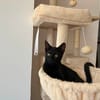 CLEO