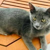 MISTIGRI