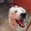 PACHA