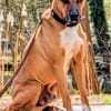 DUKE, lieber Kerl mit viel Energie