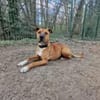 DUKE, lieber Kerl mit viel Energie