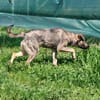 Charmante Ruby sucht Zuhause