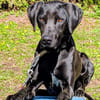 LEO, bildhübsches, schwarzes Energiebündel
