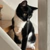 Spielfreudiger Rudy sucht Zuhause