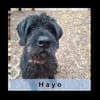 HAYO, Senior - Charakterhund mit großem Herz
