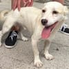 BILLY-süßer Jung-Rüde, ein wahrer Sonnenschein