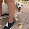 BILLY-süßer Jung-Rüde, ein wahrer Sonnenschein
