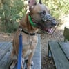 CANIS, ruhiger Vertreter seiner Rasse