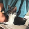 🐱 Inge sucht ihr für immer Zuhause ❤