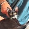 🐱 Inge sucht ihr für immer Zuhause ❤
