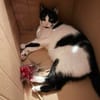 Felix sucht sein Für-Immer-Zuhause
