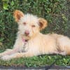 Katzenverträgliche Traumhündin Kaya (11 Mon.) sucht DICH!