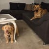 Katzenverträgliche Traumhündin Kaya (11 Mon.) sucht DICH!