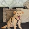 Katzenverträgliche Traumhündin Kaya (11 Mon.) sucht DICH!
