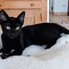 Drei kleine Kater suchen ihr Glück