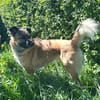 Honey sucht ein neues Zuhause