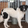 Mohit - freundlicher Familienhund