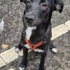 Milka - in 51429 Bergisch Gladbach, DE