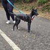 Milka - in 51429 Bergisch Gladbach, DE