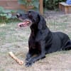 Senior Zorro sucht Zuhause für seinen Lebensabend