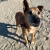 Robin sucht ein Zuhause