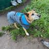 Robin sucht ein Zuhause