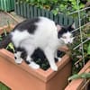 CHER-bezaubernde, hübsche Katzen-Dame