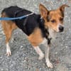 LEO sucht seine Menschen