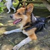 LEO sucht seine Menschen