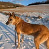 🆘🆘 RUBY in 91616 Neusitz sucht 🆘🆘‼