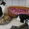 Lilly und Lupo