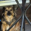 Lenny der liebe