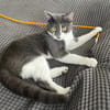 Carlos u. Simba suchen ein liebevolles Zuhause