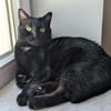 Pantherin Luna sucht Zuhause